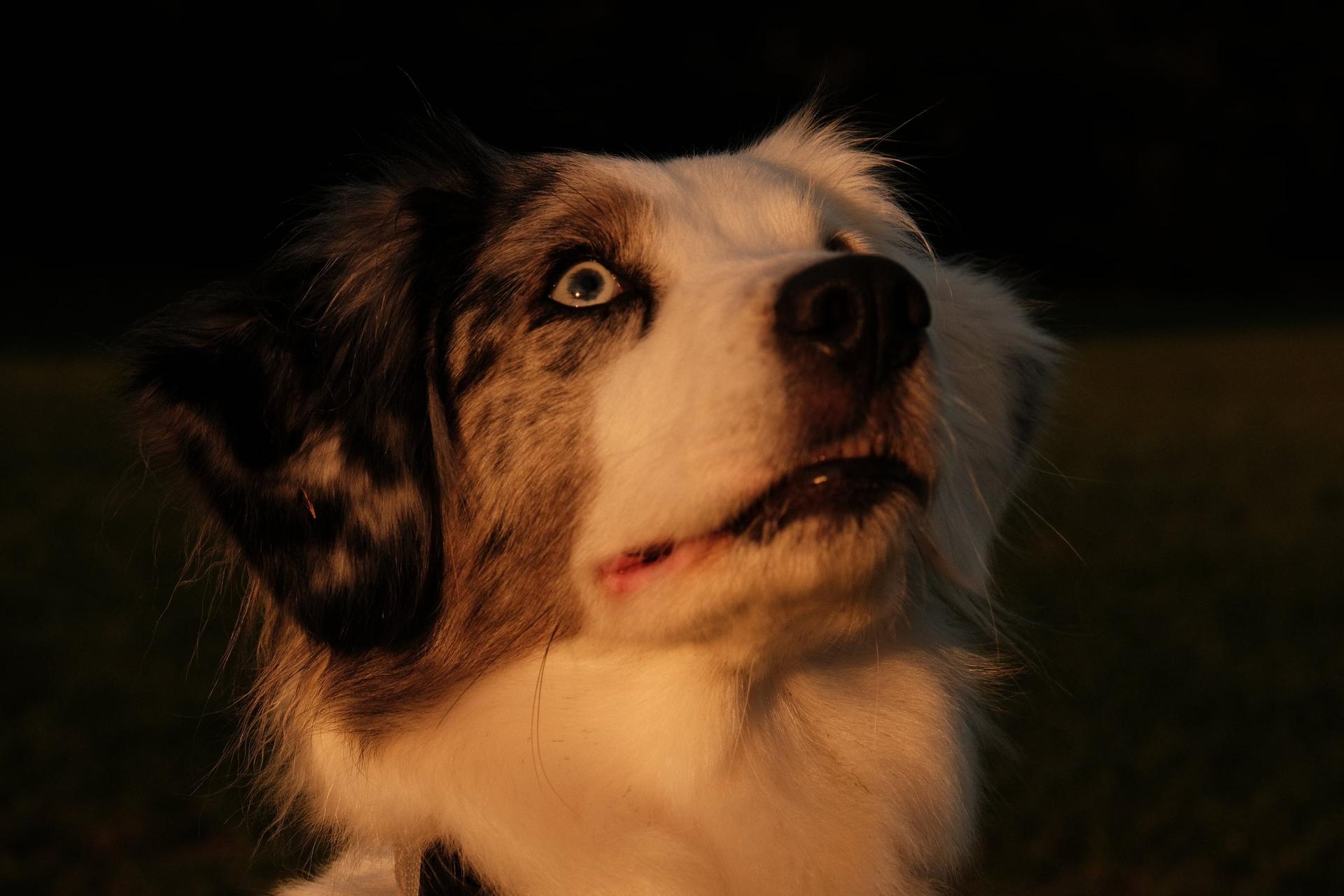 Dogs, Bei Fuß — Bild 8