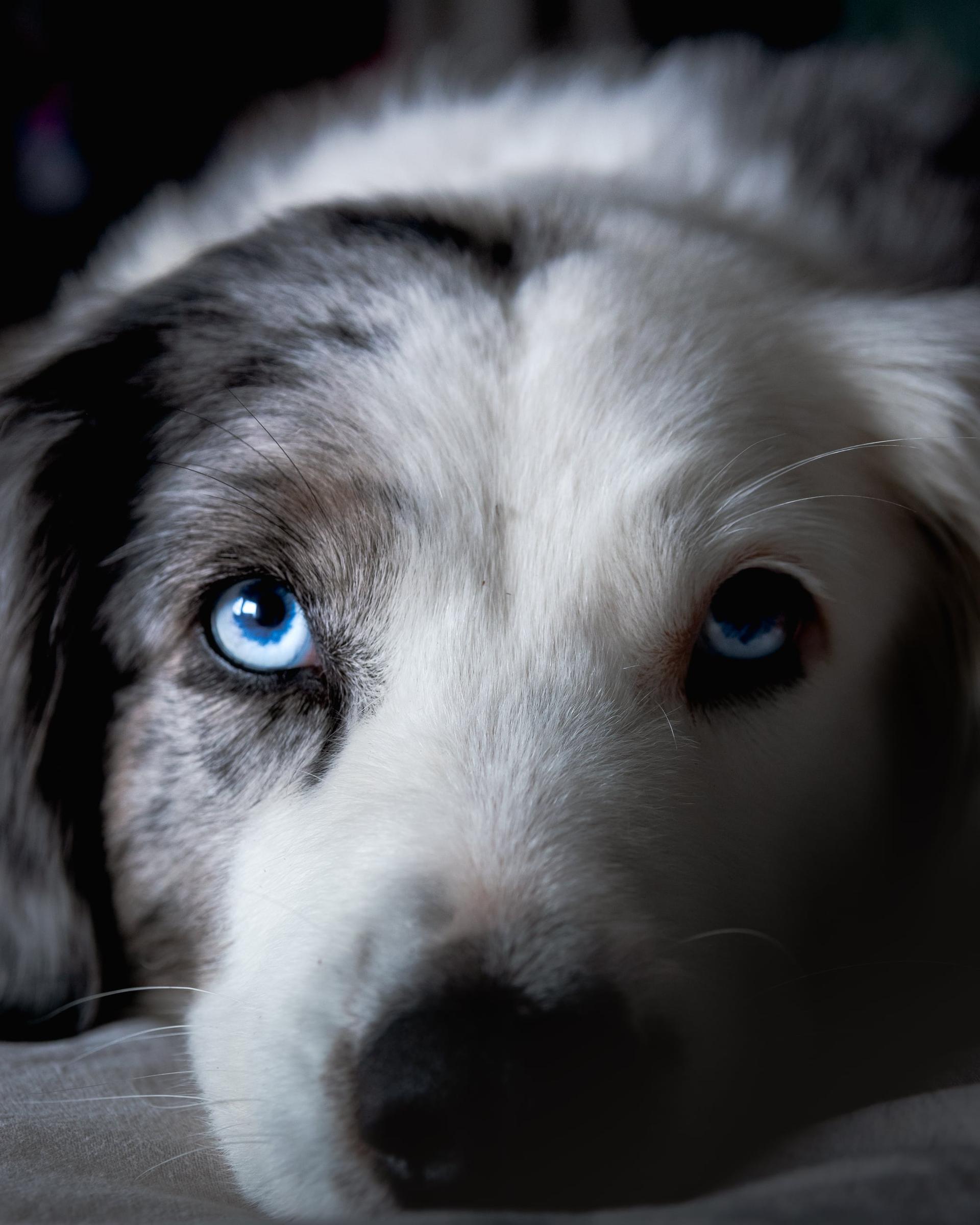 Nahaufnahme von einem Hund mit blauen Augen und hellem Fell