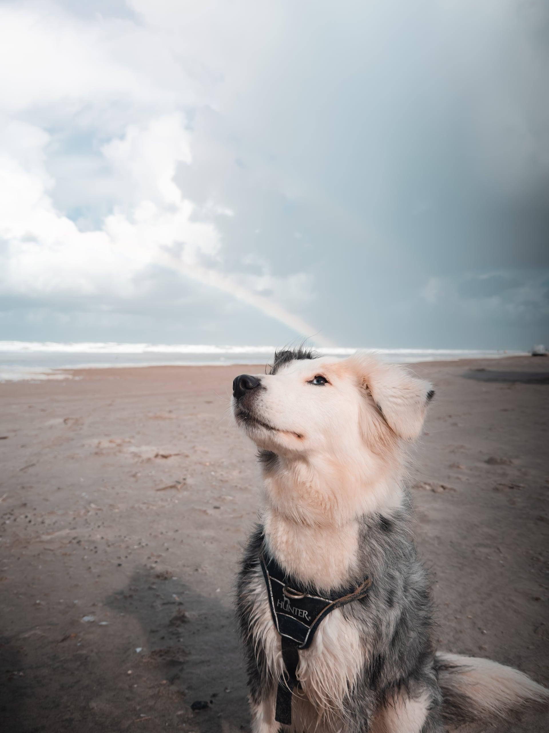Ein Hund welcher am Strand sitzt in Dänemark und ein Regenbogen im Hintergrund zu sehen ist.