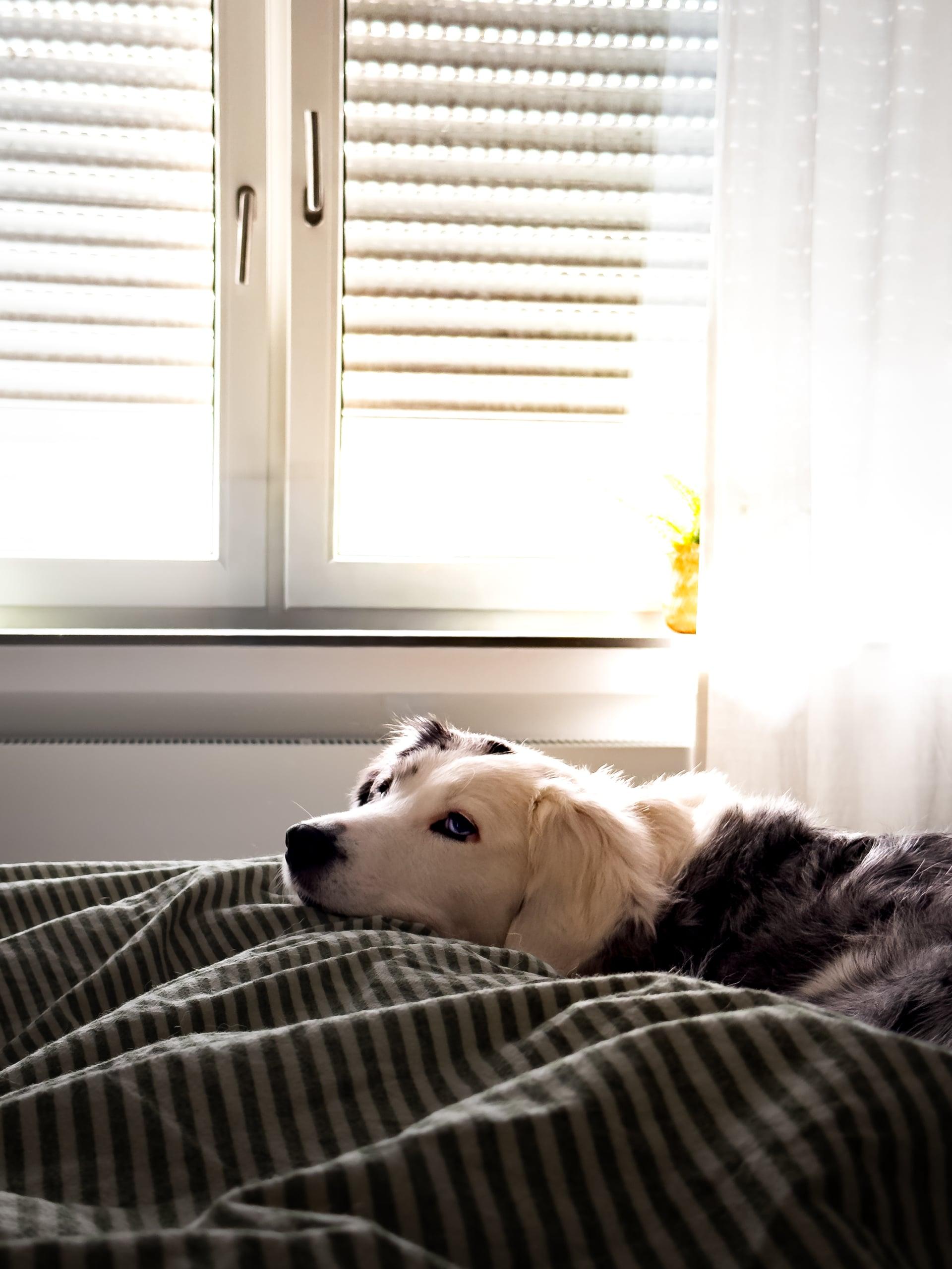 Hund Australian Shepard wacht im Bett unter Sonnenstrahlen auf.