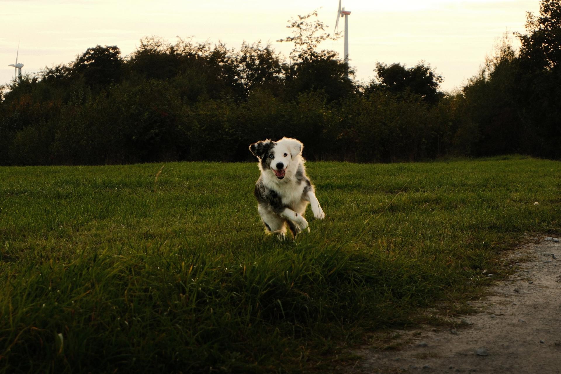 Hund in Schlangen