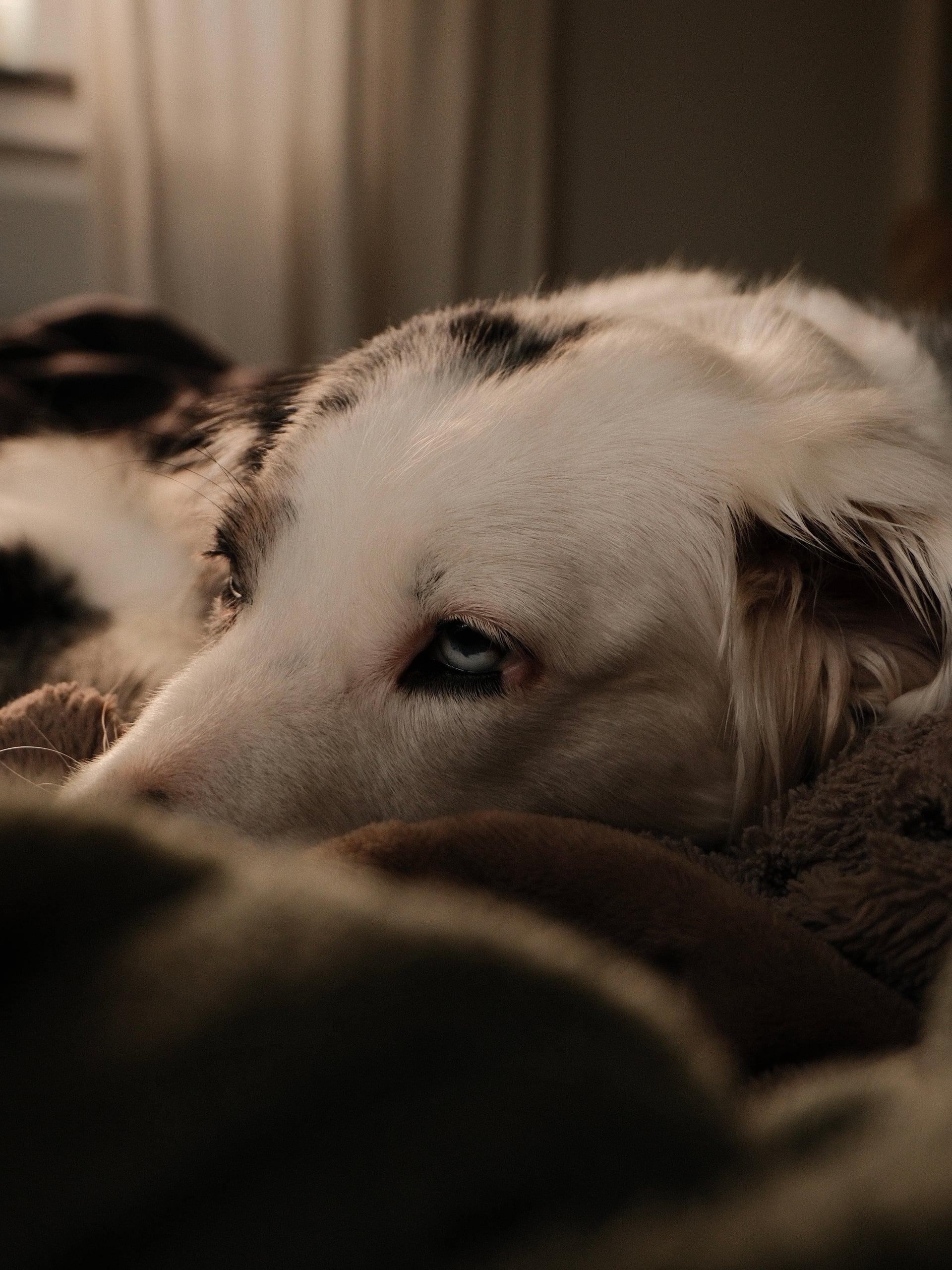Hundekopf schlafend auf dem Sofa