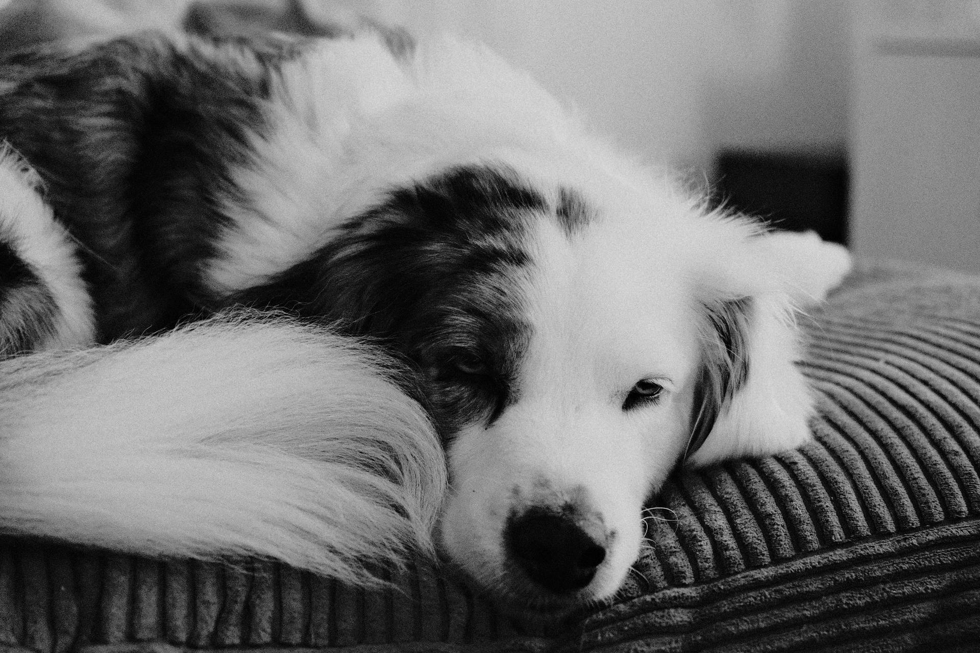 Dogs, Bei Fuß — Bild 11