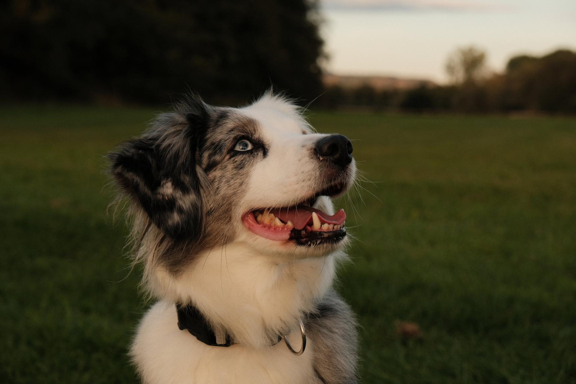 Dogs — Bild 4