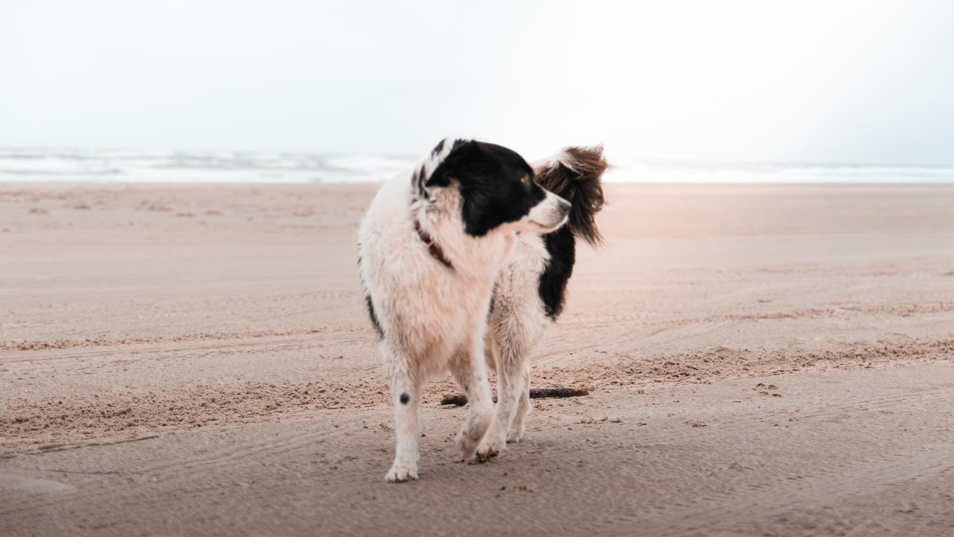 Hund der sich umdreht und am Strand in Dänemark Vejers Strand sich aufhält.