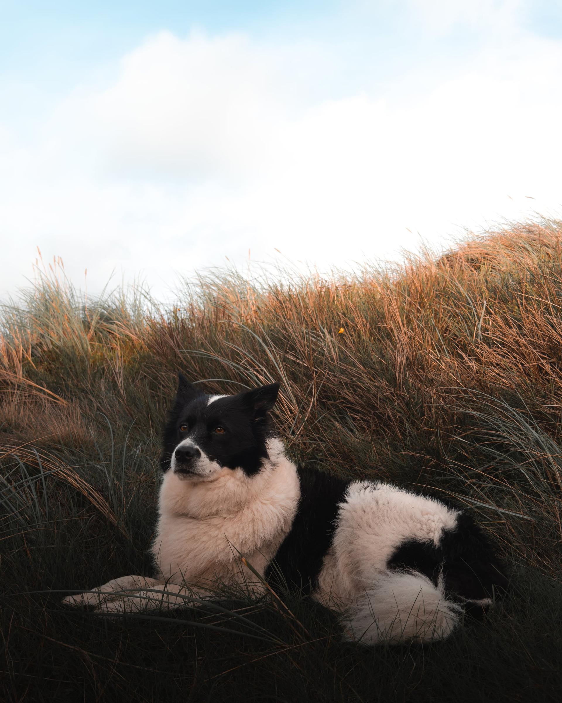 Hund in den Dünen von Dänemark.