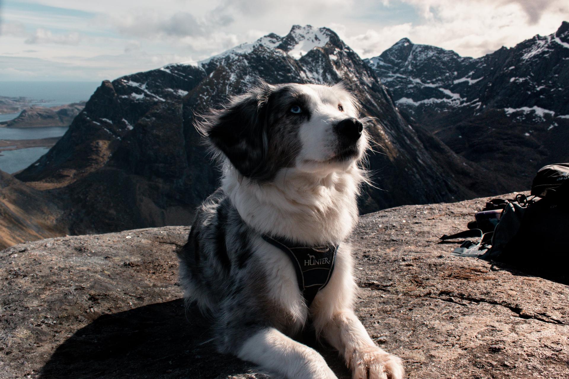 Portraitfoto von einem Hund in den Bergen von den Lofoten in Norwegen