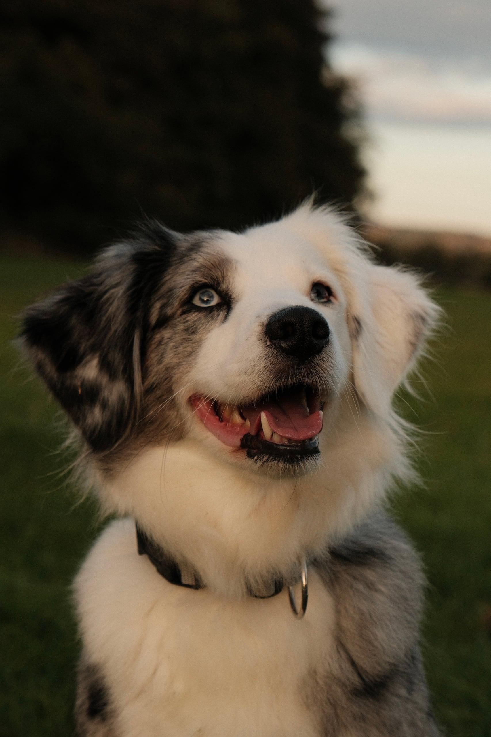 Dogs, Bei Fuß — Bild 10