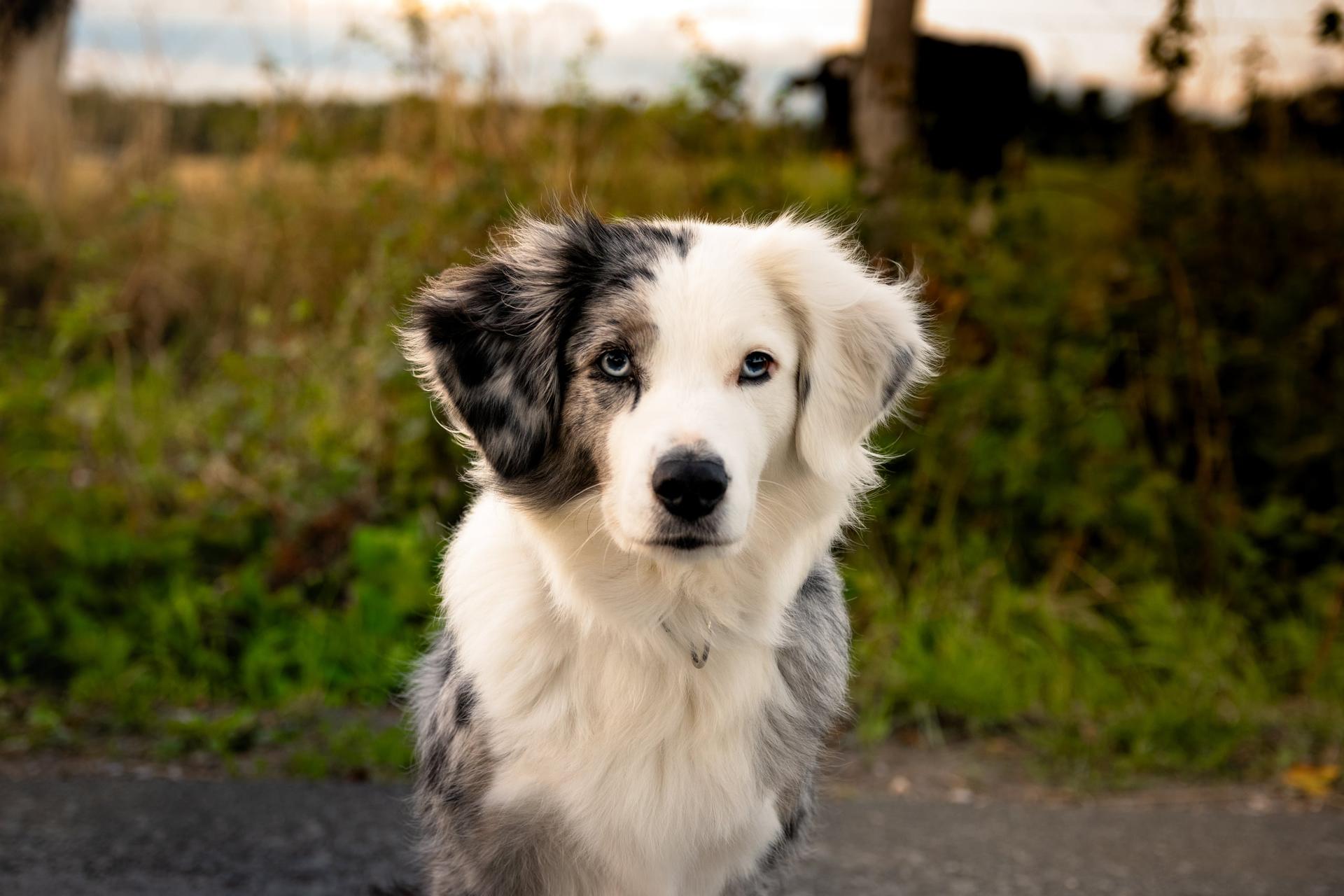 Australian Shepherd mit blauen Augen im Portrait