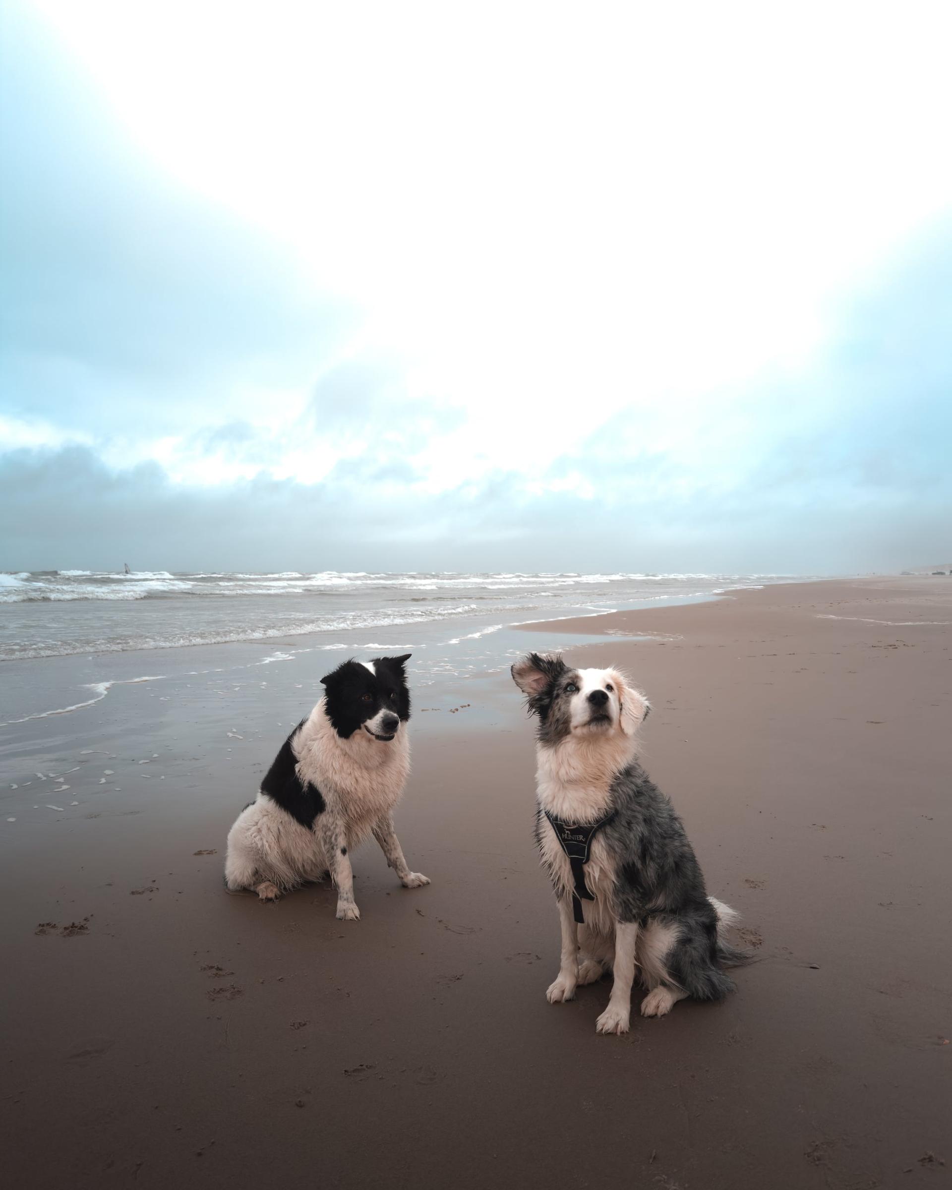 Zwei Hunde nebeneinander am Strand von Vejers Strand in Dänemark
