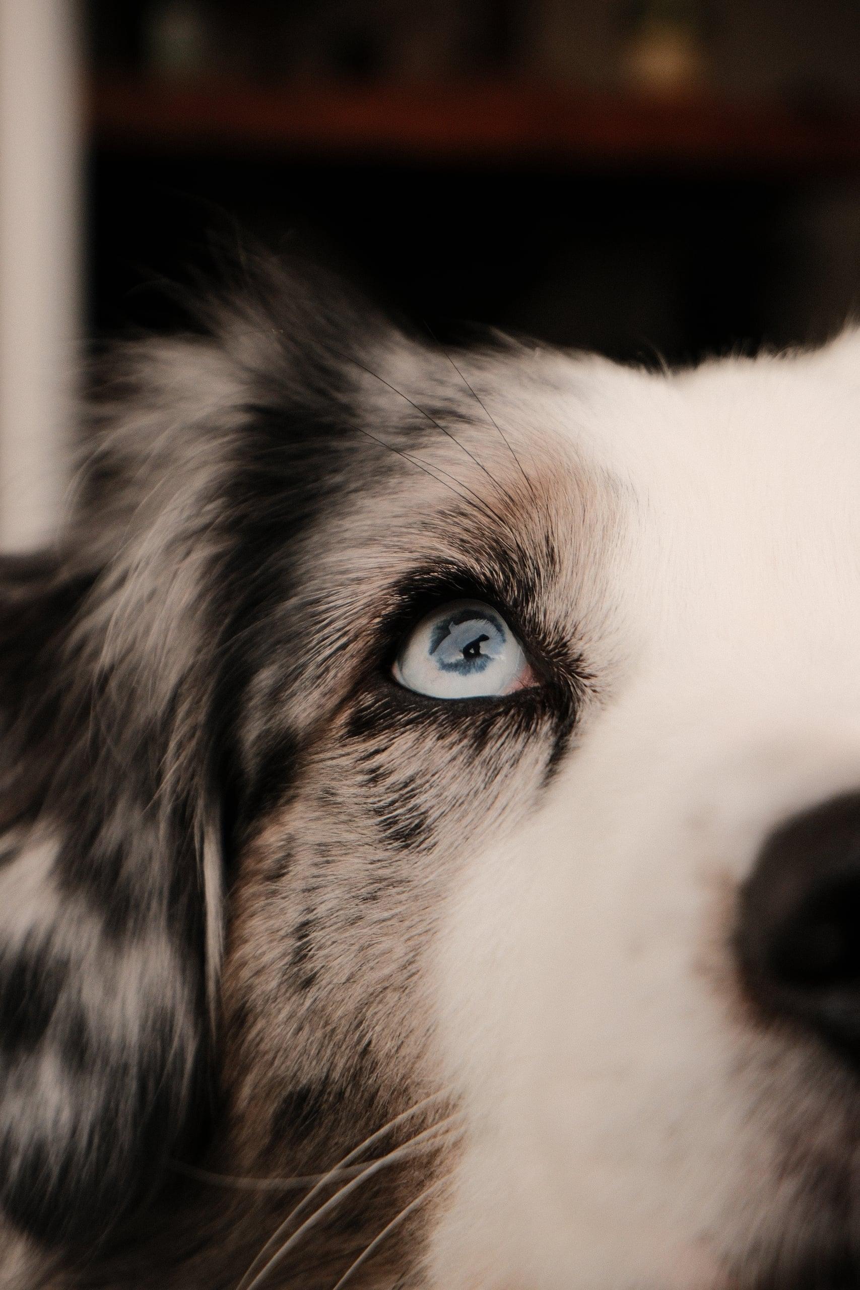 Das blaue Auge eines Australien Shepards blue merle.
